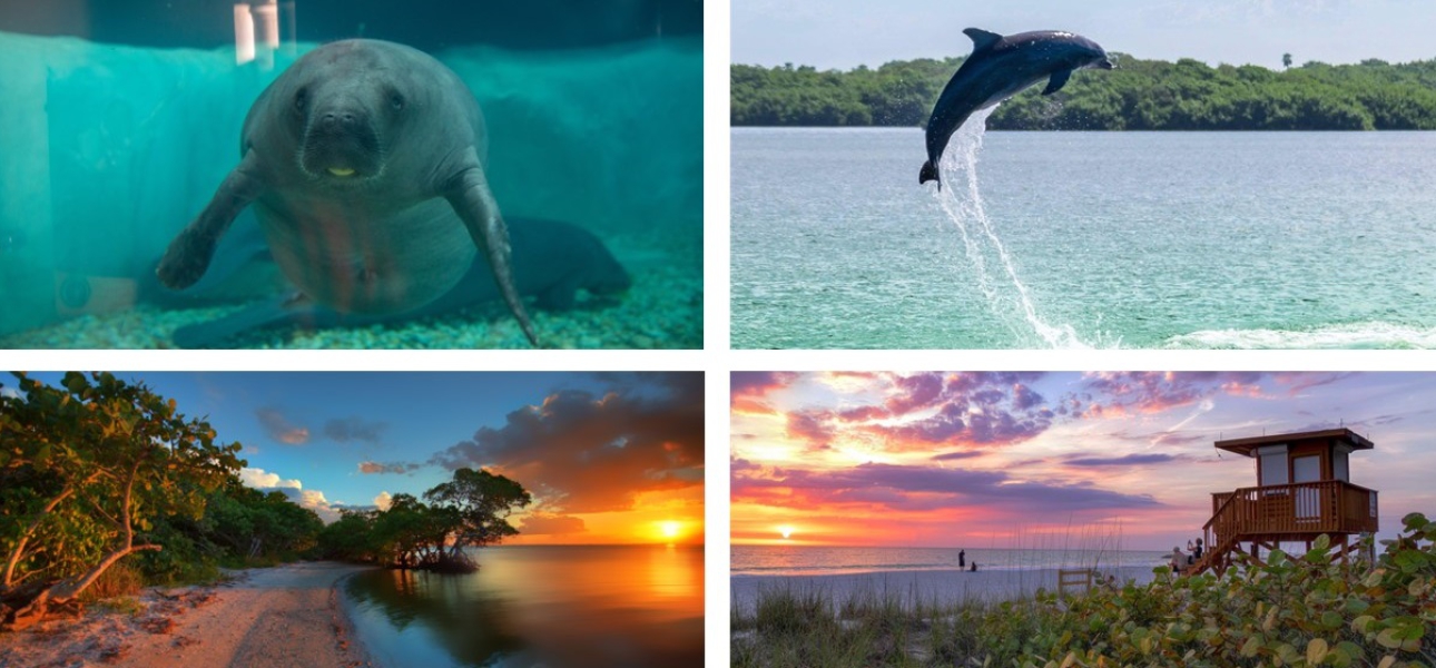 Zwischen Meer und Mangroven: Die Tierwelt der Bradenton Gulf Islands